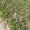 earthworm castings