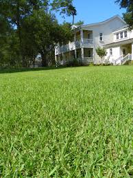 green lawn