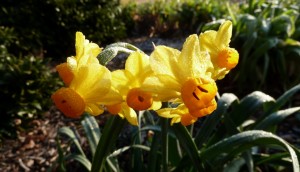 Cover photo for Fall Planted, Spring Flowering Bulbs