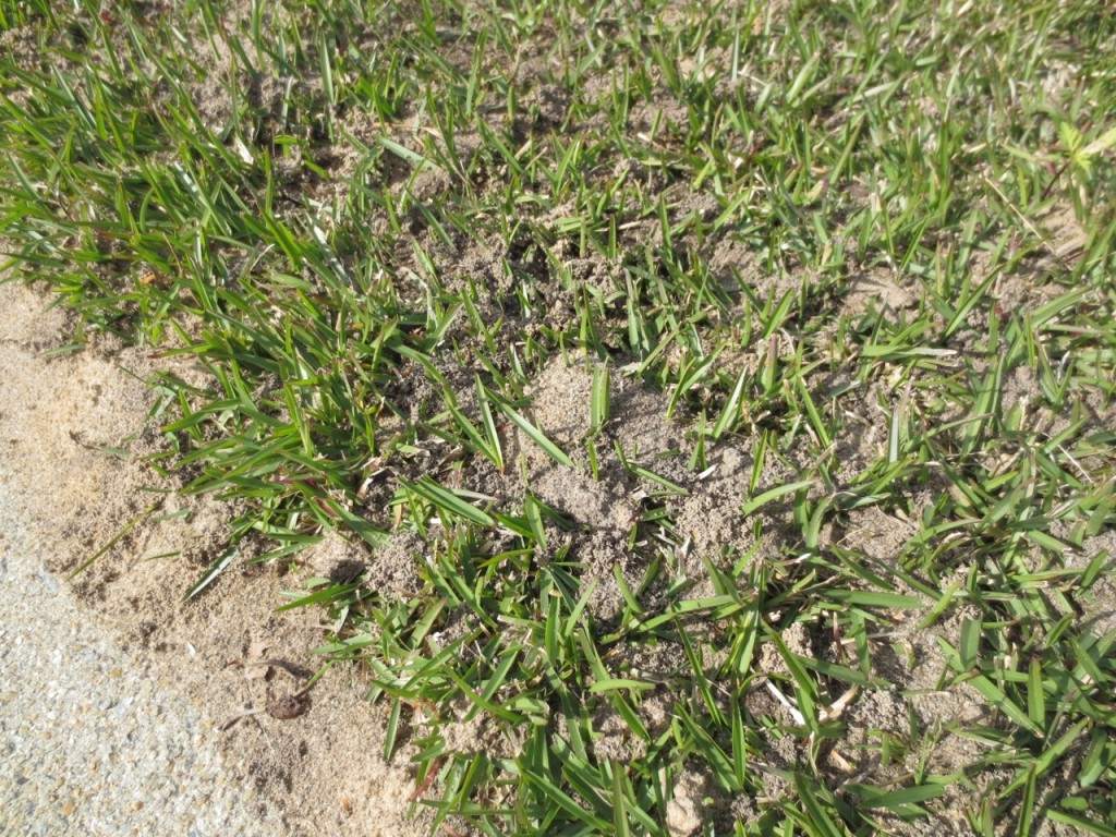 What Causes Tiny Mounds Of Soil In My Lawn North Carolina