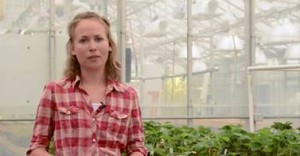 Cover photo for Video: The Use of Beneficial Soil Inoculants for Strawberry Tip Production