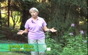 Cover photo for September Tips for the Gardener - 6 Minute Video Featuring Linda Blue