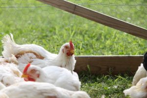 Cover photo for 2019 Pitt County Poultry Show
