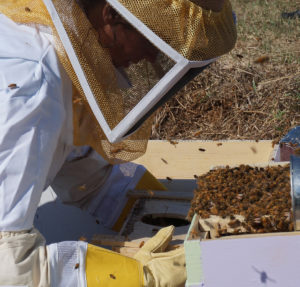 Cover photo for 2023 Beginner Bee Keeper Grant Program