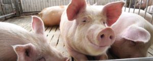 Cover photo for Pitt County Youth Hog Market Show