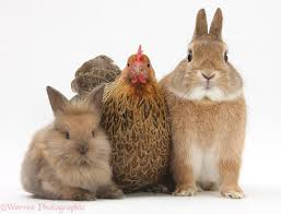 Cover photo for Pitt County Fair 2018 Poultry & Rabbit Show