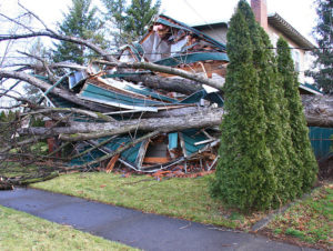 Cover photo for Dealing With Storm Damage in the Landscape