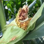 Corn Earworm