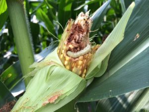 Cover photo for Remember Your Refuge When Planting Bt Corn
