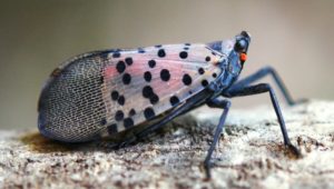 Cover photo for Keep an Eye Out for Spotted Lanternfly