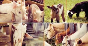 Cover photo for 2019 Pitt County Fair Circuit Show