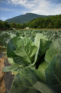 Image of cabbage in the field with mountains in background