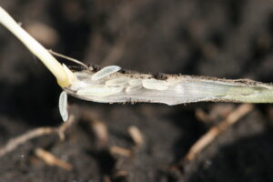 About 6 whiteish, transulcent and susasage shaped larvae are pictured near on an exposed wheat tiller