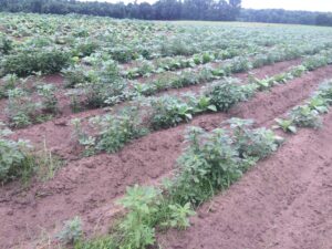 Tobacco herbicides applied at lay by will extend weed control.