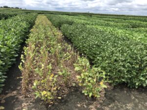 Cover photo for Choose Carefully Your Double Cropped Soybean Varieties