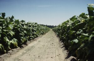 Cover photo for Tobacco Lewis Settlement: Verifying 2000-2004 Crop Years