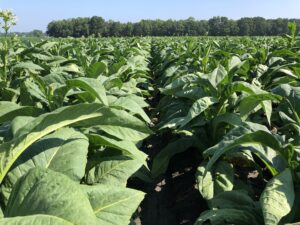 Cover photo for Lewis Tobacco Settlement Update for Former Quota Holders