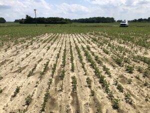 Soybean damage caused by zinc toxicity