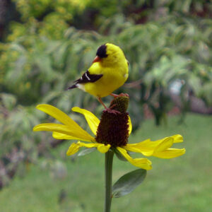 A goldfinch sits atop a Goldfinch on Rudbeckia maxima.