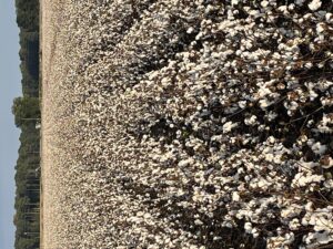 Cover photo for Positioning Cotton Varieties to Improve Profitability