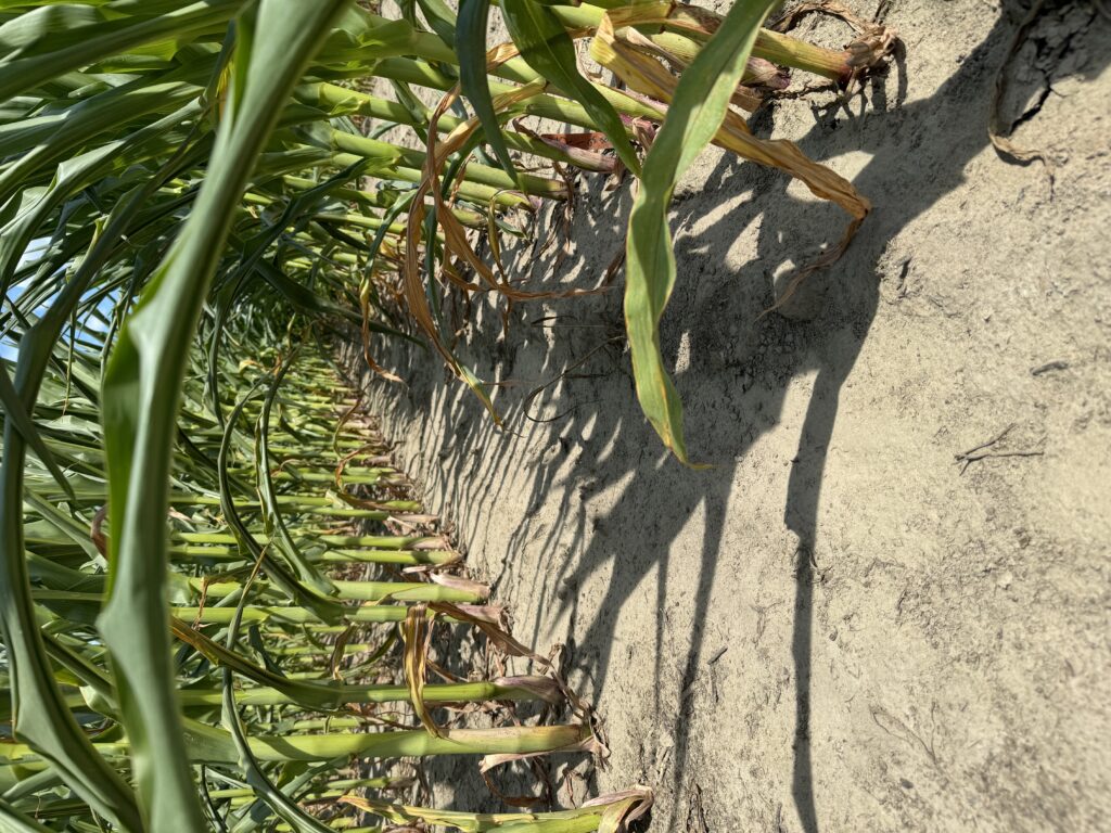 The ground between rows of corn, with stalks on each side.