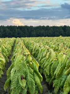 Cover photo for Choosing the Right Tobacco Variety for 2025