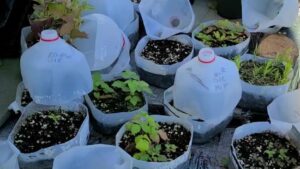 Cover photo for Winter Seed Sowing Workshop